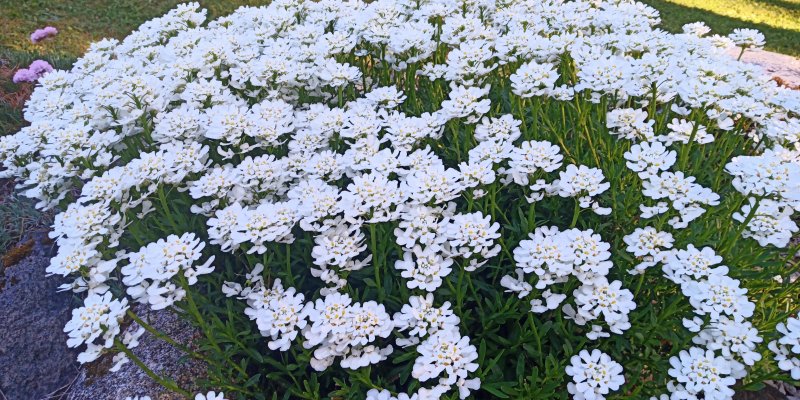 Iberis sempervirens 'Fischbeck' Igihaljas ibeeris